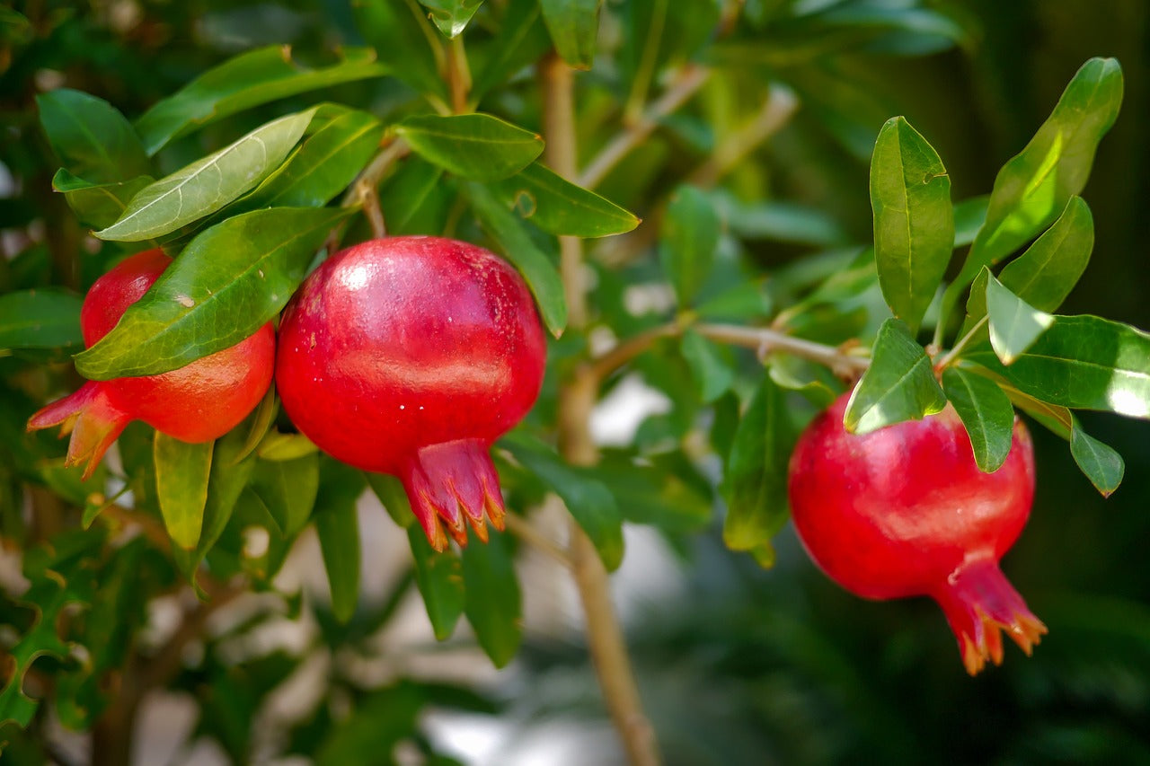 Red Wonderful Pomegranate Cutting 6-8 Inches for Rooting Grafting Punica granatum