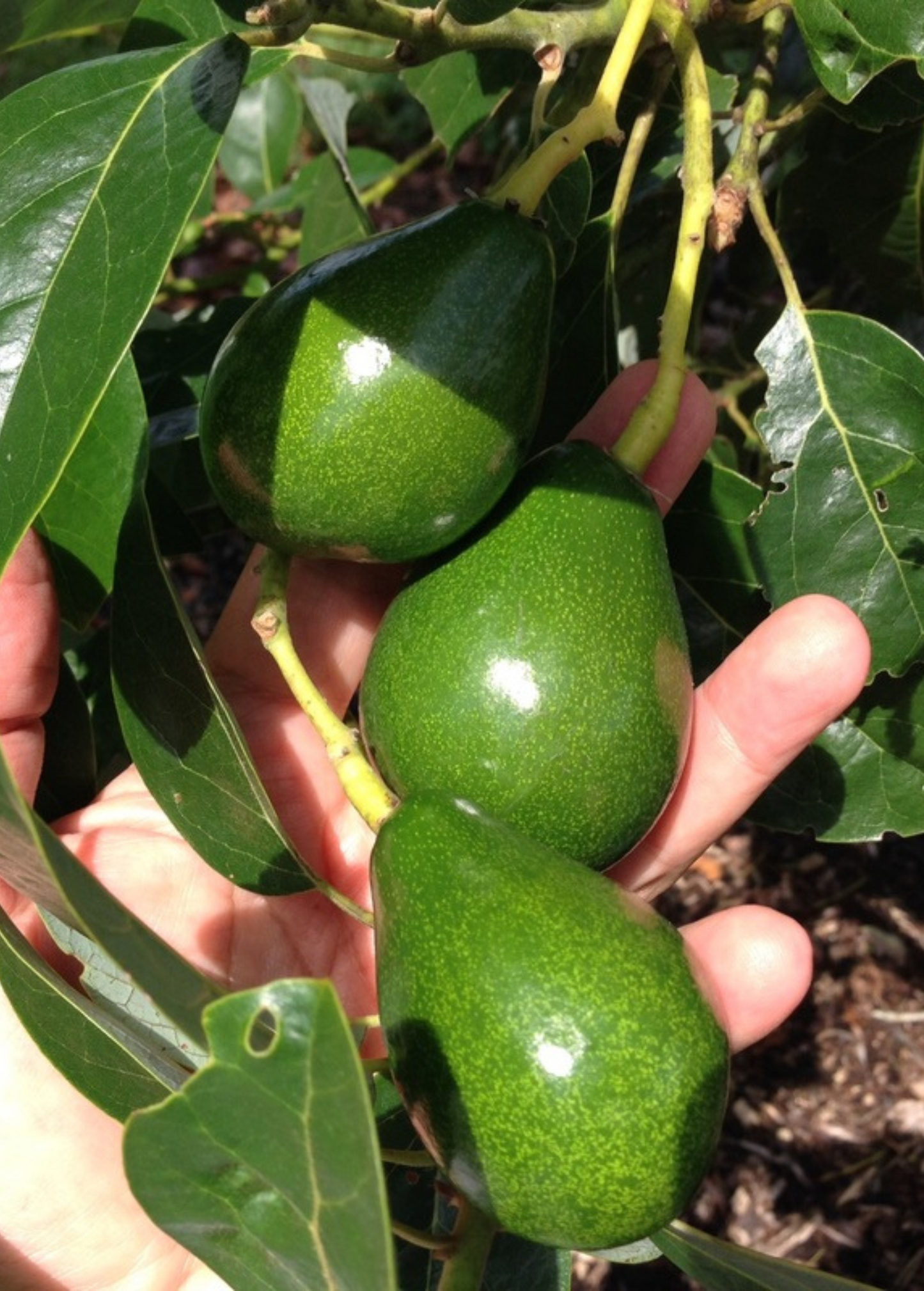 Avocado 'Poncho' Tree - Cold-Hardy Persea americana for Southern Gardens, Medium Size, Nutty Flavor, Evergreen