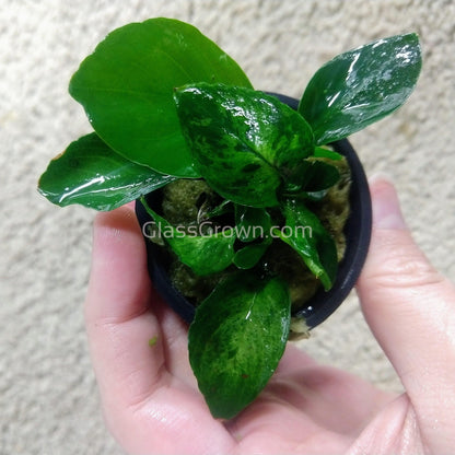 Anubias Barteri