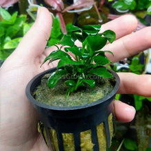 Anubias Nana Petite