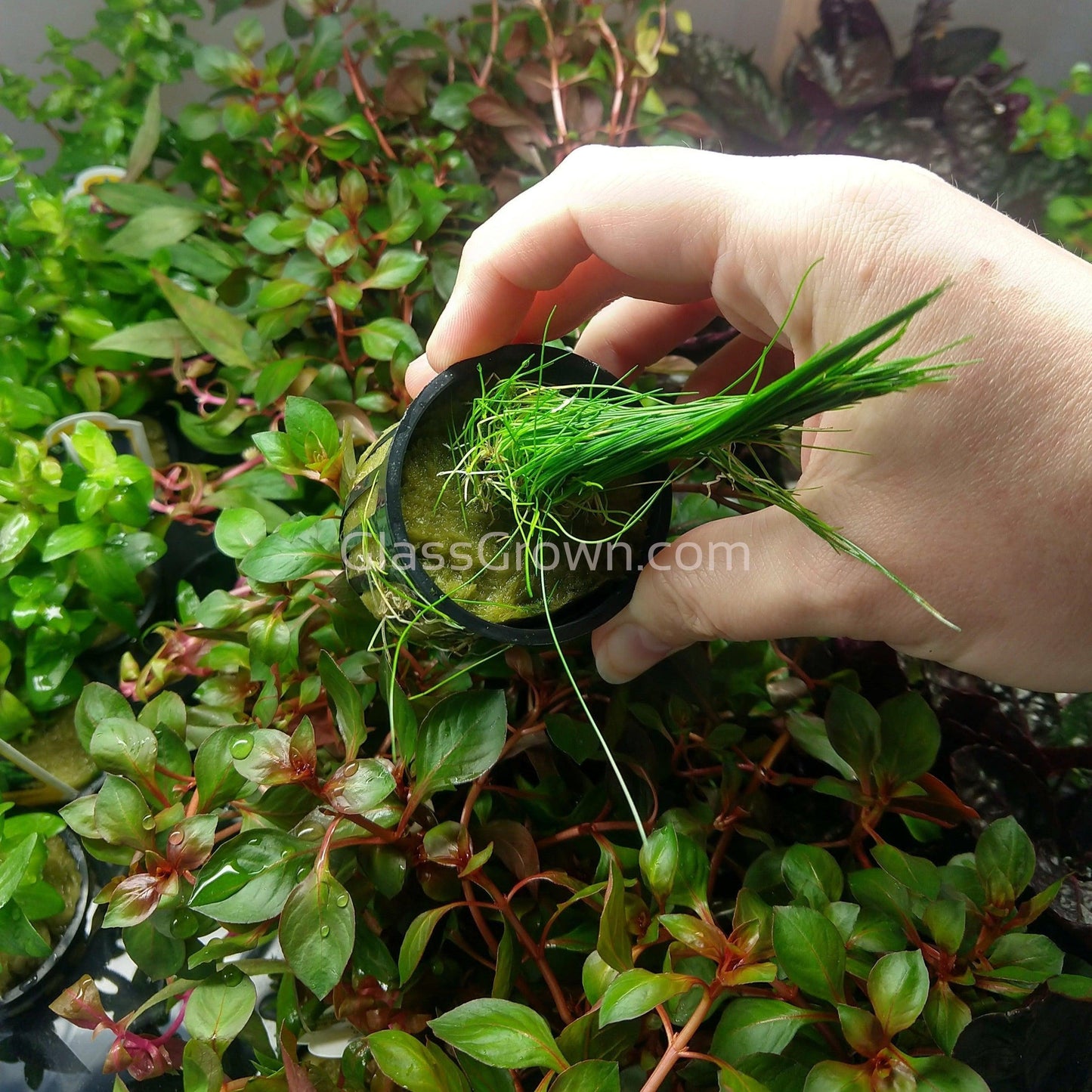 Dwarf Hairgrass (Eleocharis parvula)
