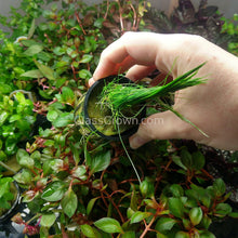 Dwarf Hairgrass (Eleocharis parvula)