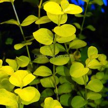 Potted Golden lloydiella Golden Jenny