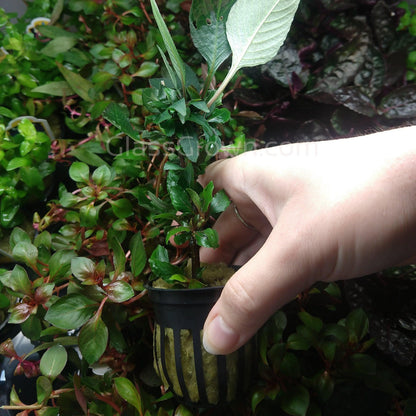 Hygro Corymbosa Compacta (Hygrophila Compacta)