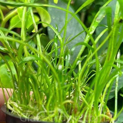 Potted Micro Sword