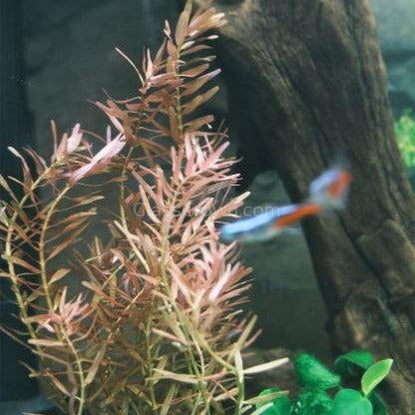 Potted Rotala Red