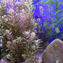 Potted Rotala Red