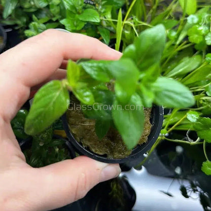 Staurogyne Repens