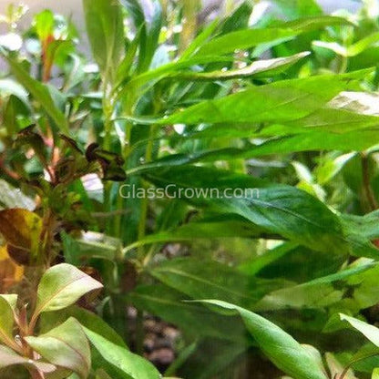 Potted Temple Plant (Hygrophila Corymbosa)