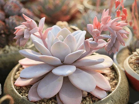 Echeveria laui Rare Powdery Succulent Plant | Live Bare Root 2-3 Inch | Silver Blue Echeveria for Home Garden