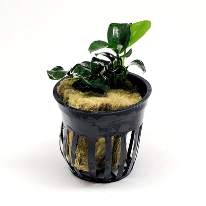 Anubias Nana Petite