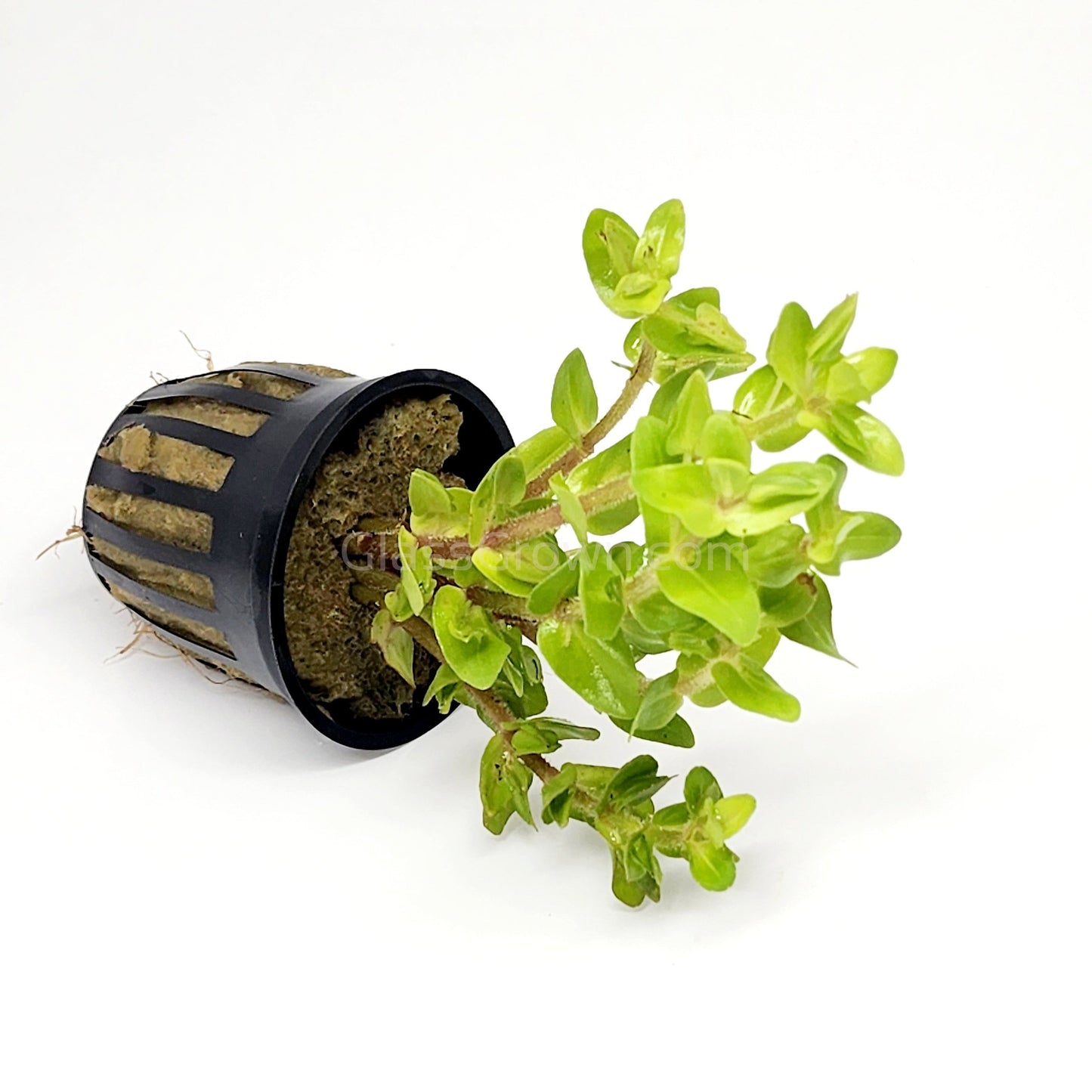 Lemon Bacopa Caroliniana