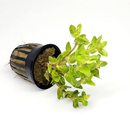Lemon Bacopa Caroliniana