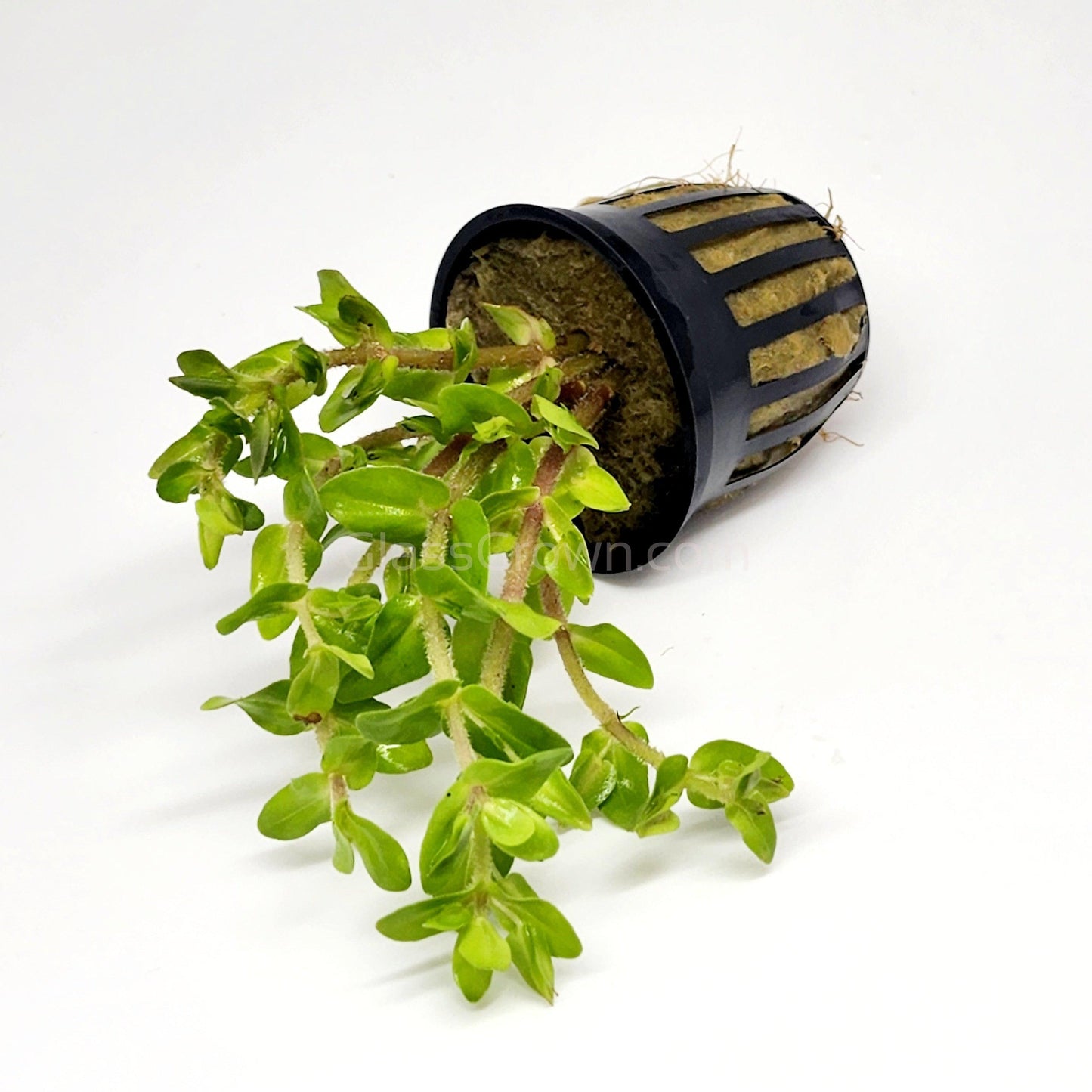 Lemon Bacopa Caroliniana