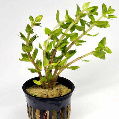 Lemon Bacopa Caroliniana