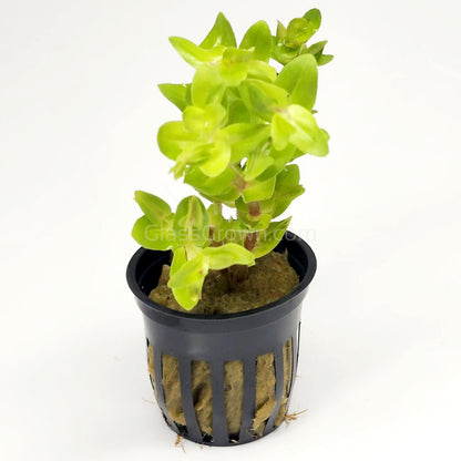 Lemon Bacopa Caroliniana