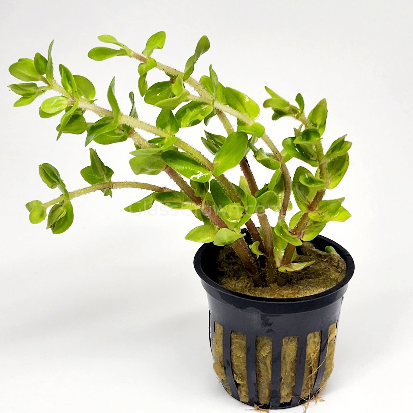 Lemon Bacopa Caroliniana