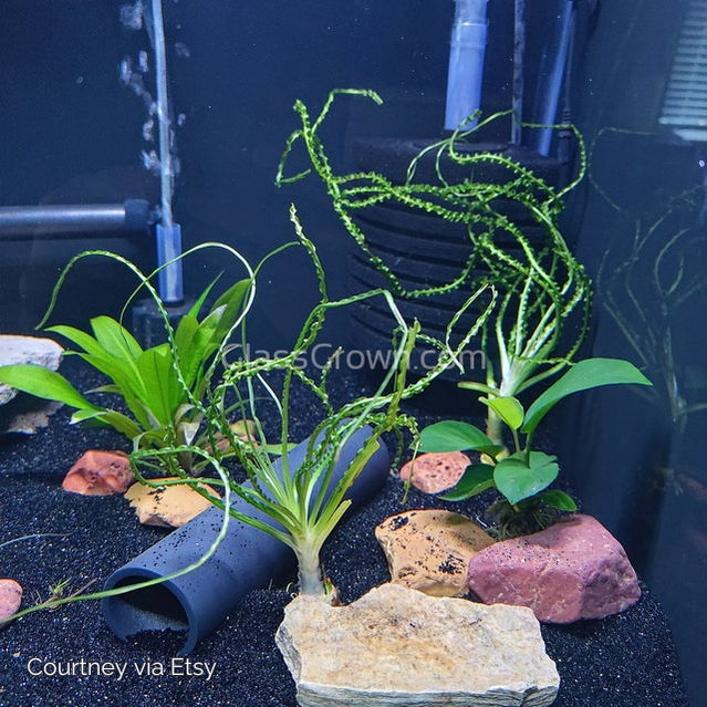Potted Crinum Calamistratum