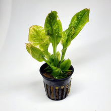 Potted Rosette Sword