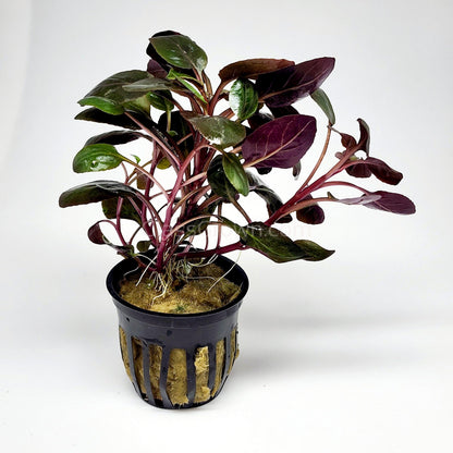 Cardinal Plant (Lobelia Cardinalis)