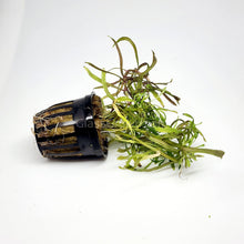 Pogostemon Stellatus 'Octopus'
