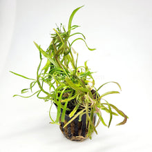 Pogostemon Stellatus 'Octopus'