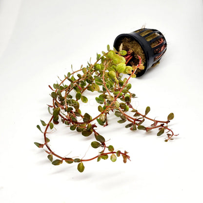 Rotala Vietam H'ra