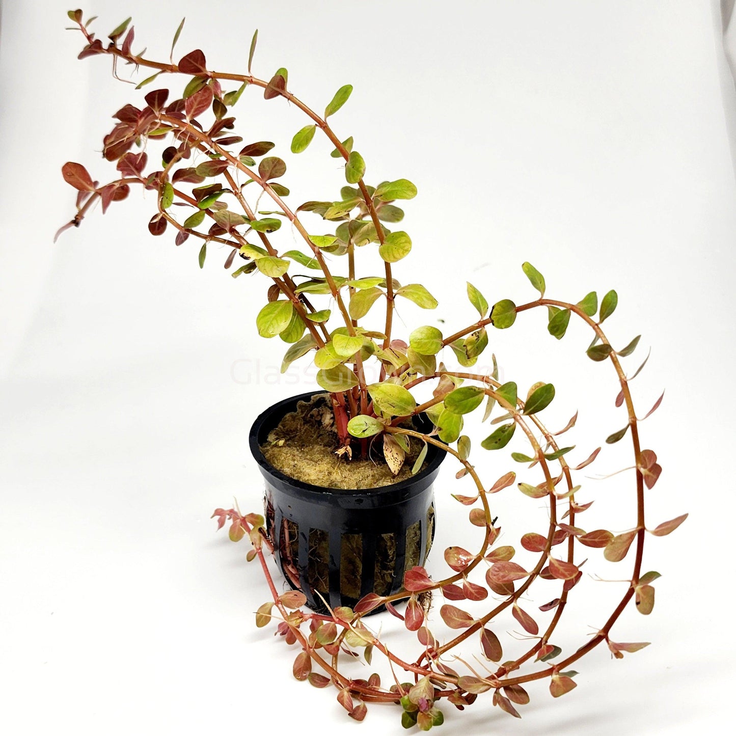 Rotala Vietam H'ra