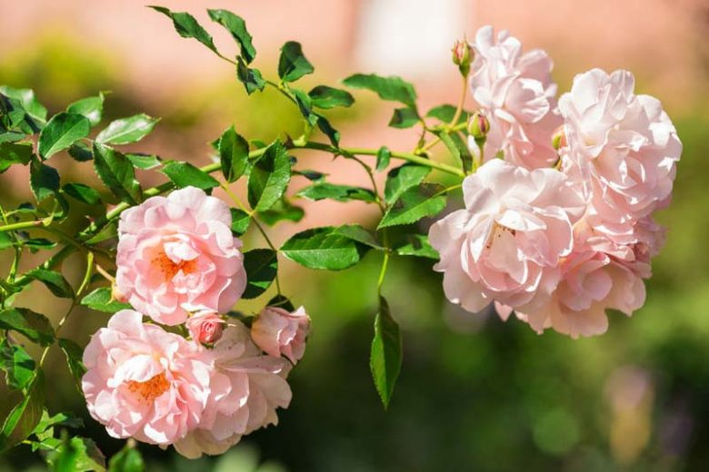 Pink Climbing Rose Cutting | Unrooted 5–8" Garden Rose Propagation | Fragrant Pink Blooms | Heirloom Climber for Trellis & Arches