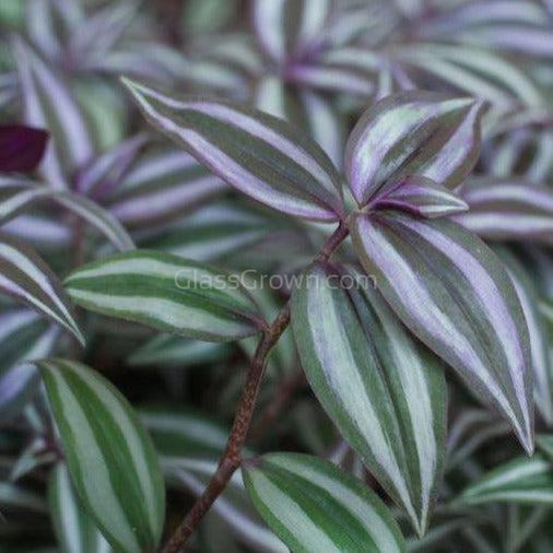 Purple Zebrina