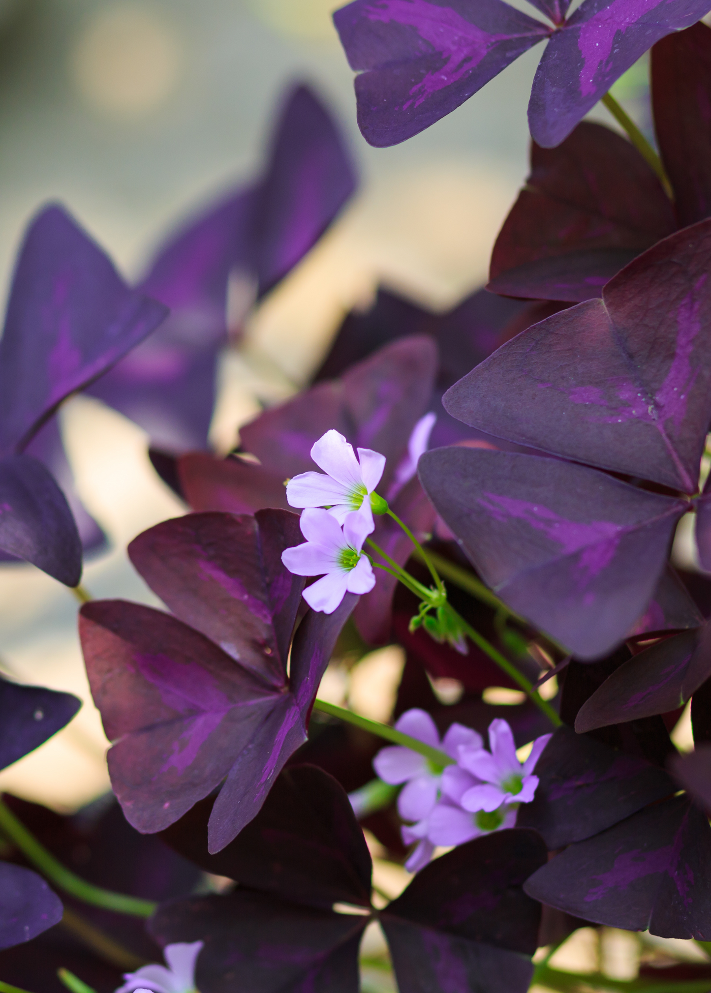 Purple Oxalis Triangularis Plant - Edible Shamrock with Deep Purple Foliage for Indoor & Outdoor Gardens