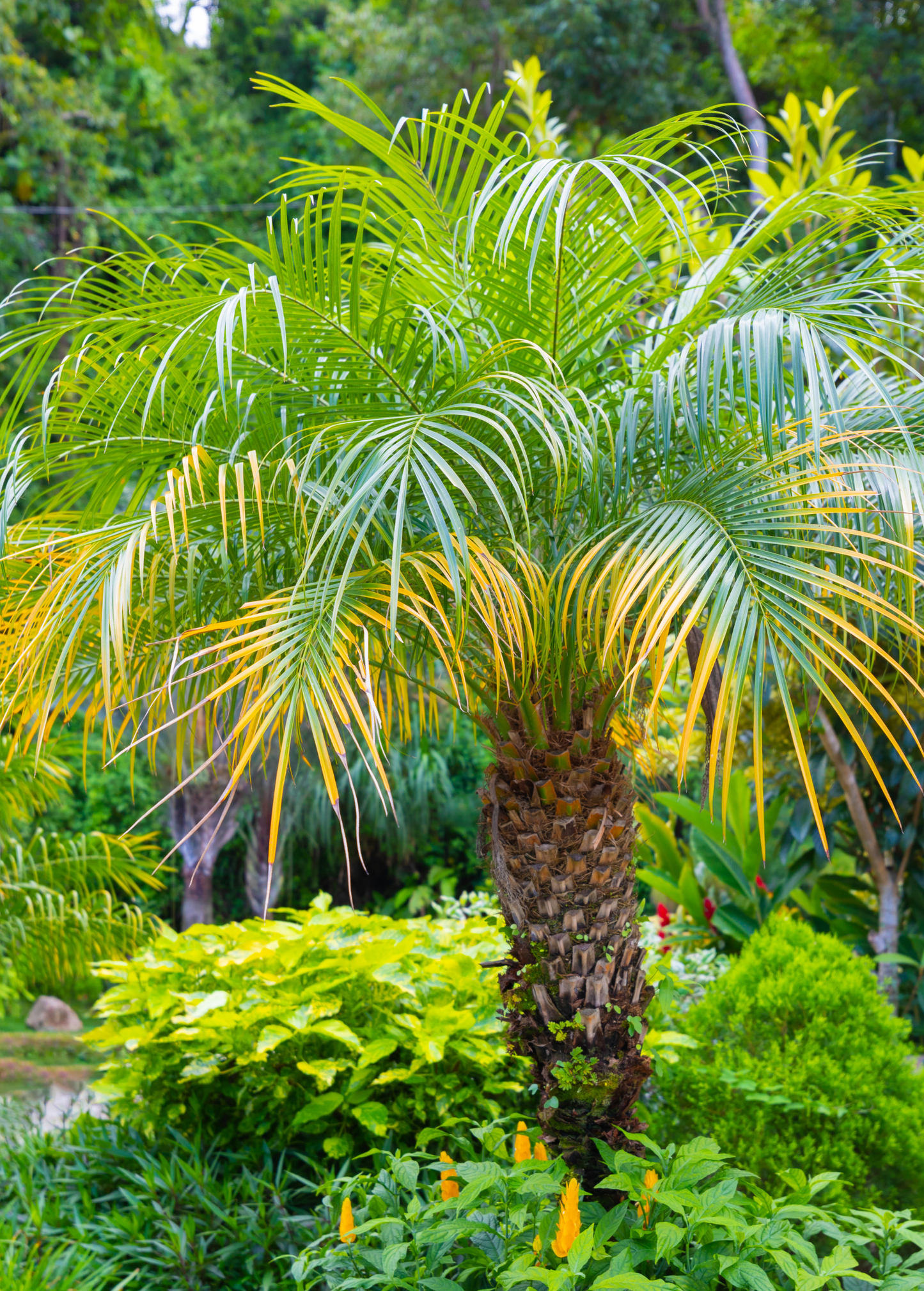 Pygmy Date Palm Plant, 6-12 ft, Green Fronds, Tropical Indoor & Outdoor, Phoenix roebelenii