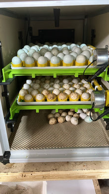 Quail Eggs (Feeder-Grade bobwhite and Coturnix)