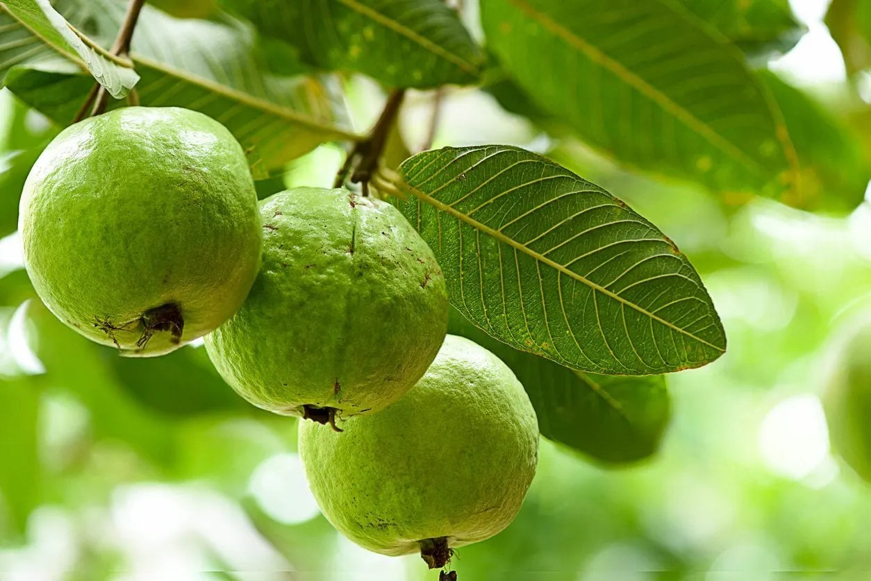 Guava Tree Cuttings | 4-5" Unrooted Wood for Grafting or Rooting | Psidium guajava Tropical Fruit Tree Starter