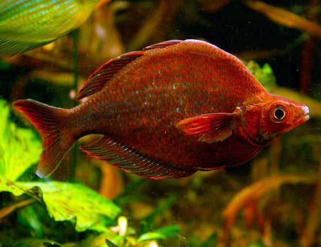 Red Irian Rainbowfish Large X 1 Pair