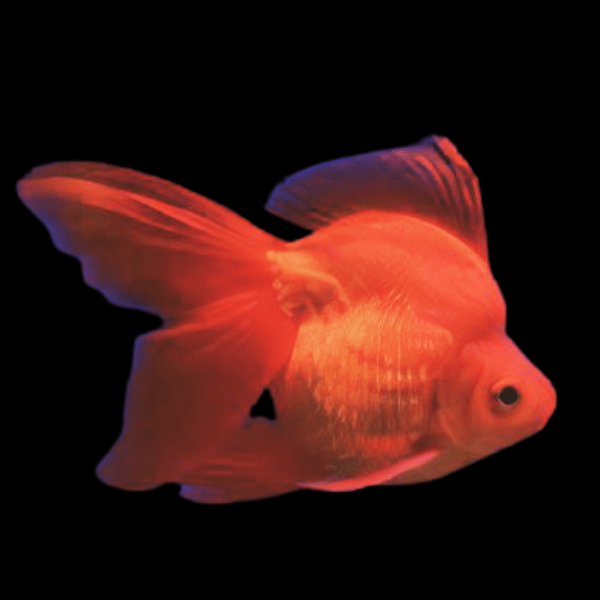 Red Ryukin goldfish 2"-3"