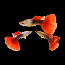 Red Tuxedo Guppy Pair