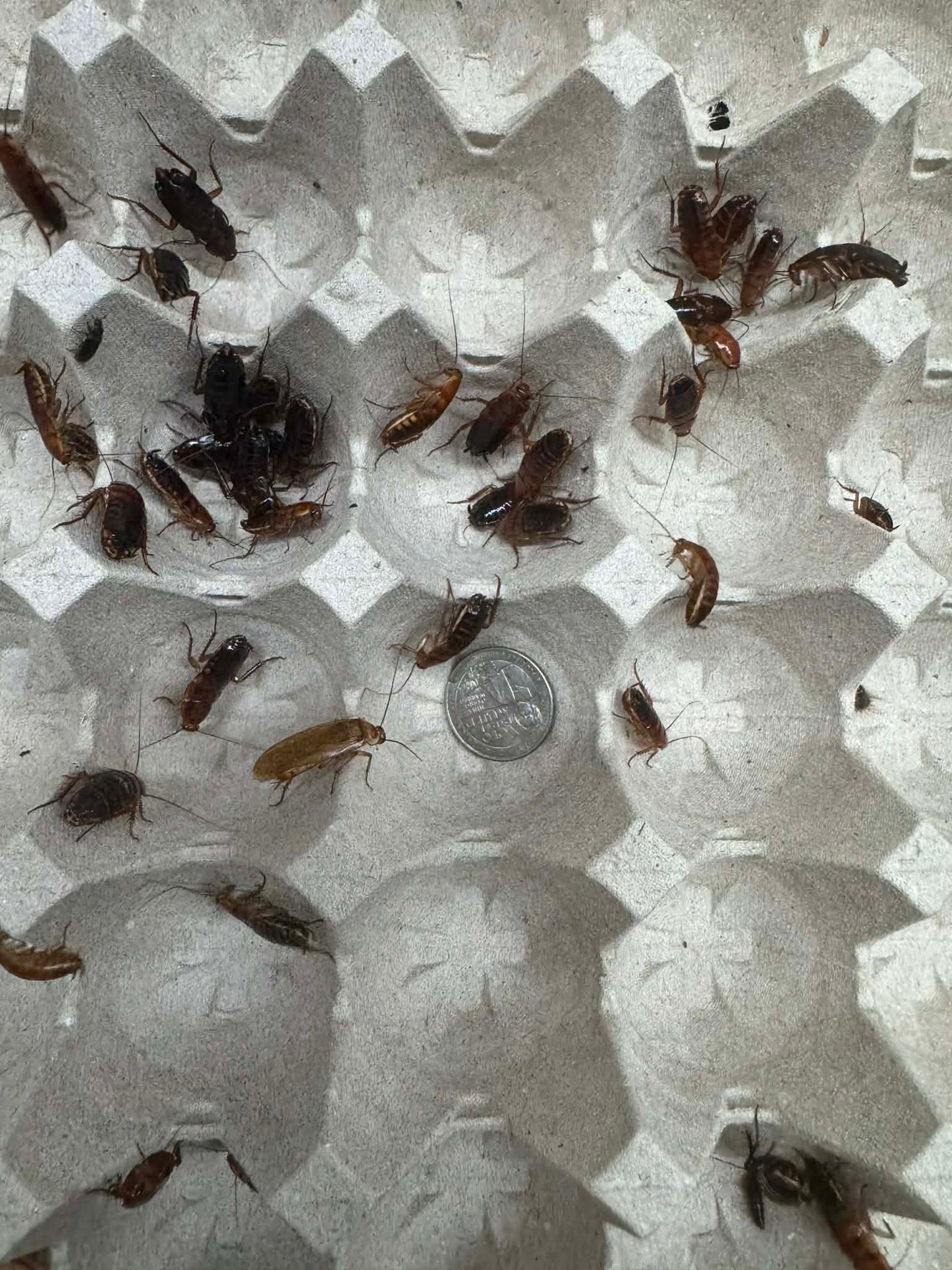 Red Runner Roaches