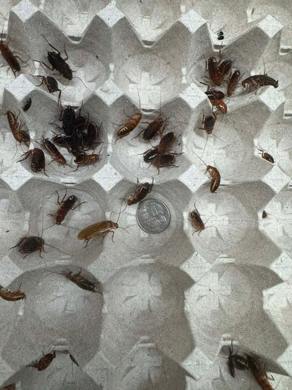 Red Runner Roaches