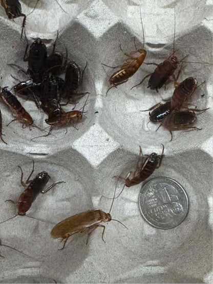 Red Runner Roaches