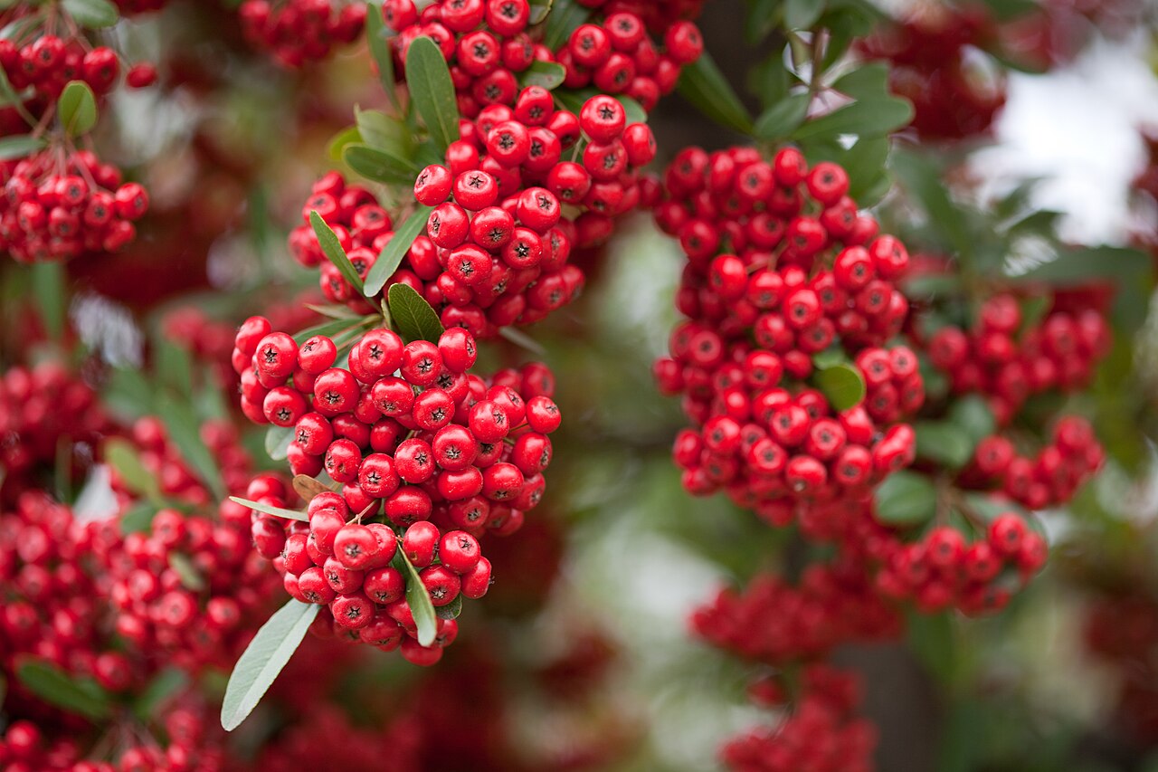 Rare Scarlet Firethorn Cuttings – Pyracantha coccinea – 5 Fresh Unrooted Cuttings for Rooting or Grafting, Red Berry Hedge Plant