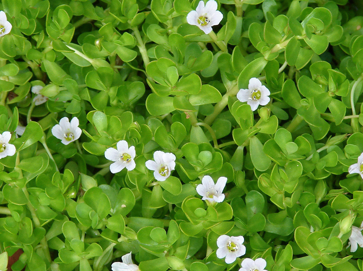 Live Bacopa monnieri Plants – Medicinal Herb, Edible Water Hyssop, Brahmi, Rau Đăng, Wetland & Aquarium Plant