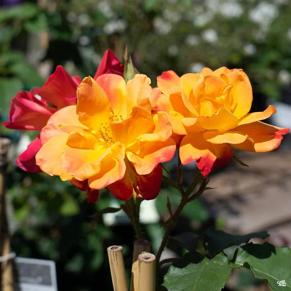 Super Rare Joseph’s Coat Climbing Rose Cuttings – Unrooted Propagation, Grafting, Rosa ‘Joseph’s Coat’