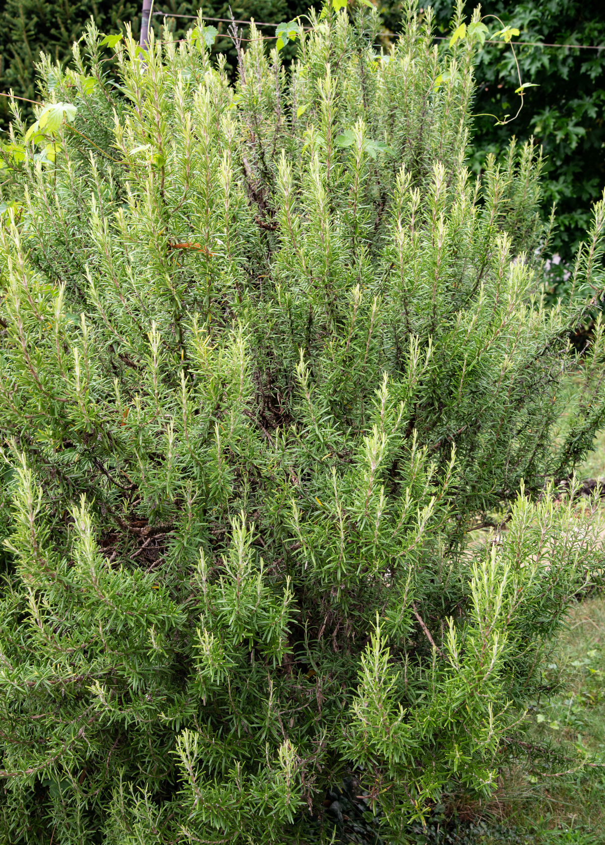 Fresh Rosemary Herb Plant, Mediterranean Aromatic Herb, Rosmarinus officinalis for Cooking & Gardening