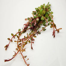 Rotala Vietam H'ra