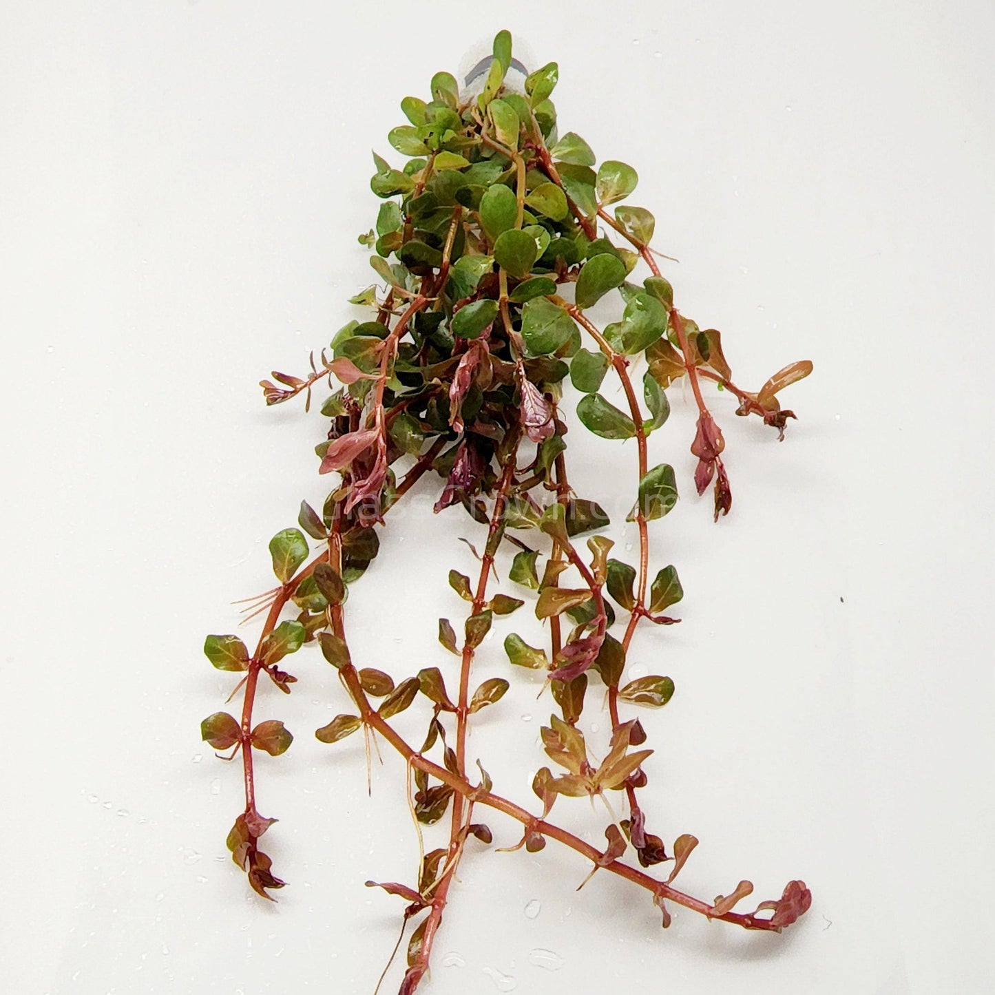 Rotala Vietam H'ra