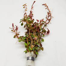Rotala Vietam H'ra