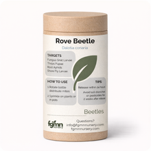 Dalotia coriaria - Rove Beetle