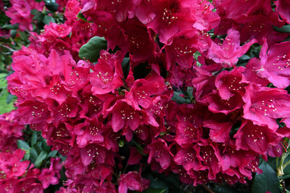 50 Rosebay RHODODENDRON Maximum White Pink Laurel Bush Shrub Flower Seeds