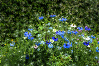 150 NIGELLA Sativa BLACK CUMIN Spice Black Caraway Fennel Flower Herb Seeds
